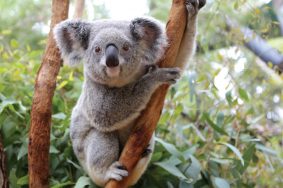 image-koala